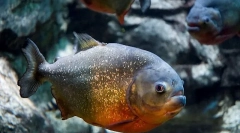 Érdekes tények piranhahról